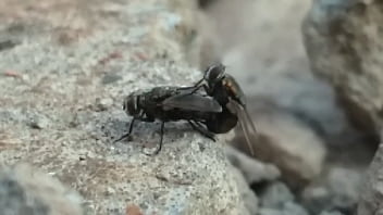 Amateur Slutty Mosquinha Doesn’t Hold Back Blowjob By Pedroca